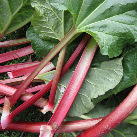 Rhubarb 'Strawberry Red'