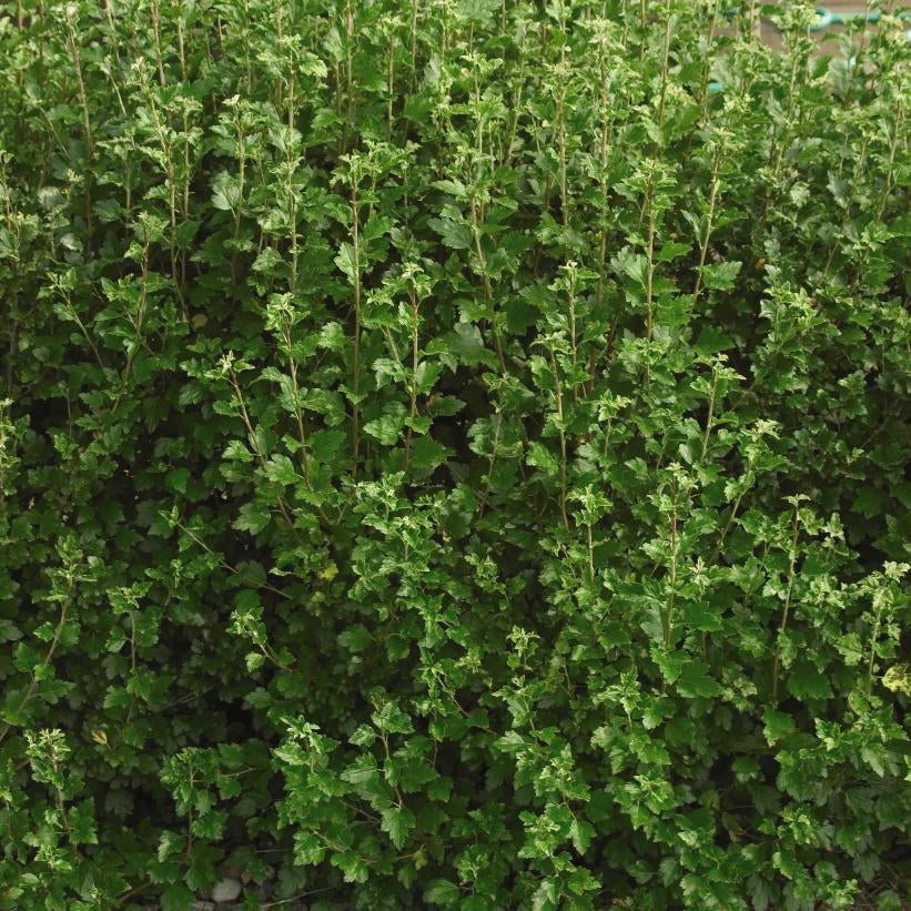 Currant 'Alpine'