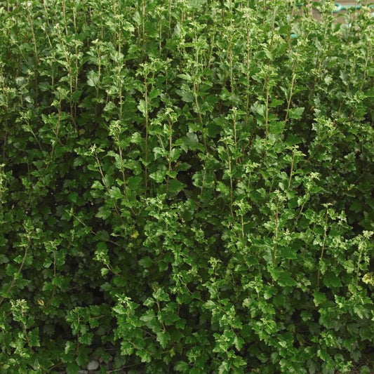 Currant 'Alpine'