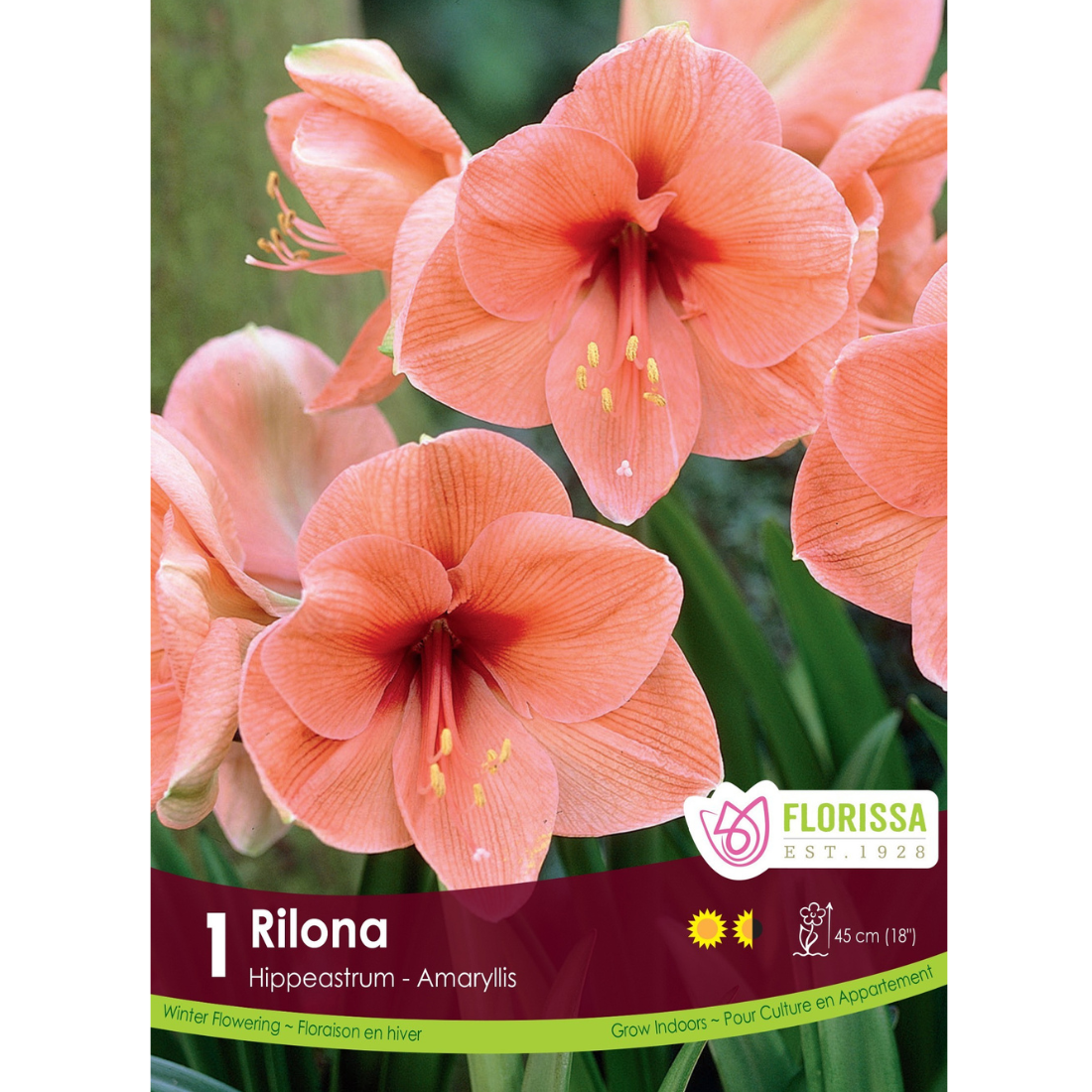 Amaryllis 'Rilona' 1/Pkg.