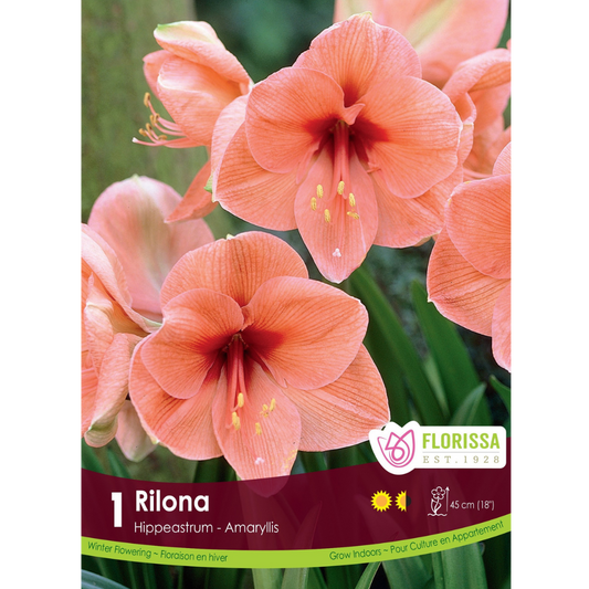Amaryllis 'Rilona' 1/Pkg.