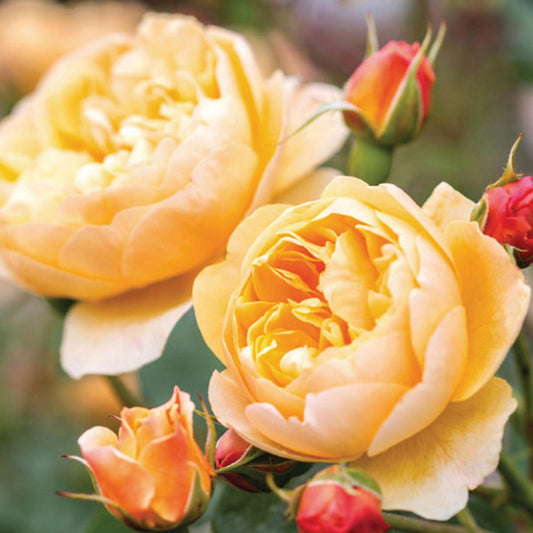 Rose 'Roald Dahl'