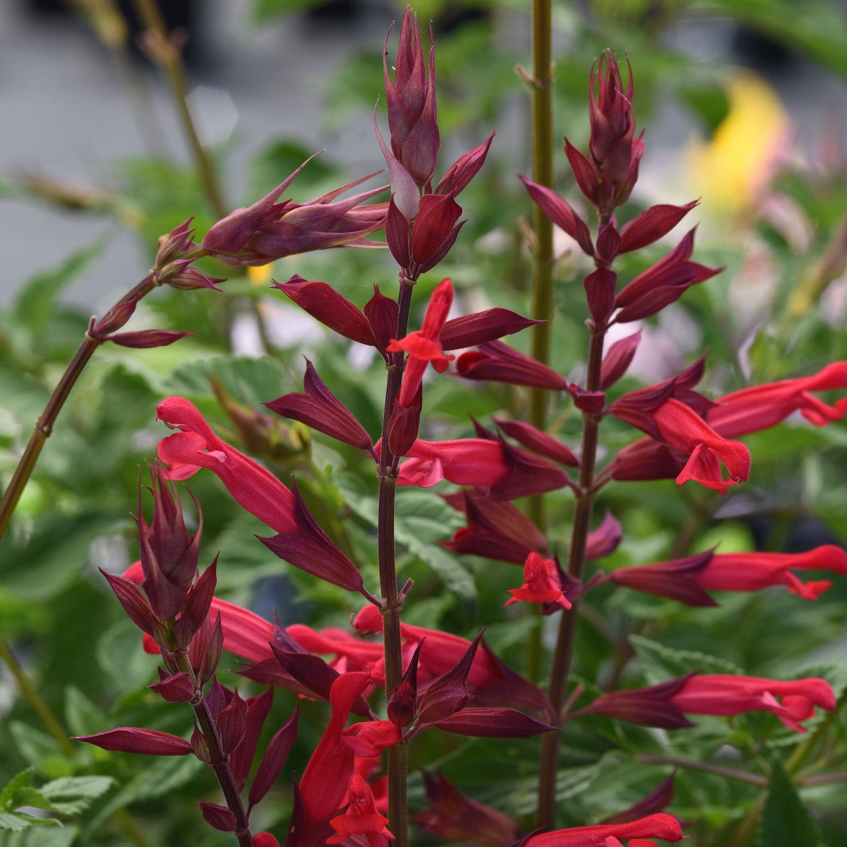 Salvia guaranitica
