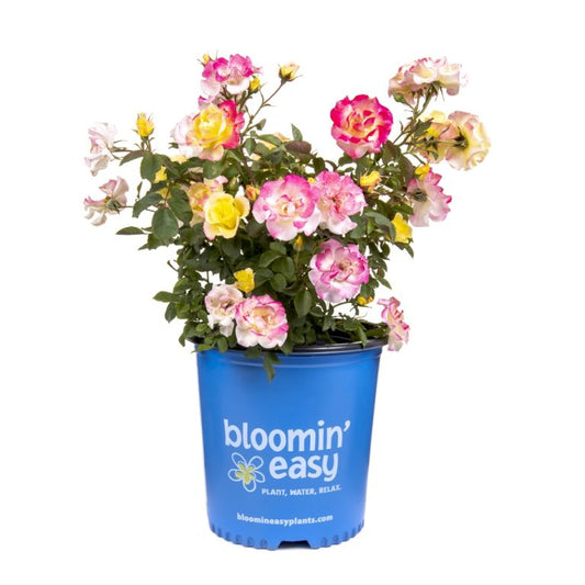 Rose 'Gumball Goody™'
