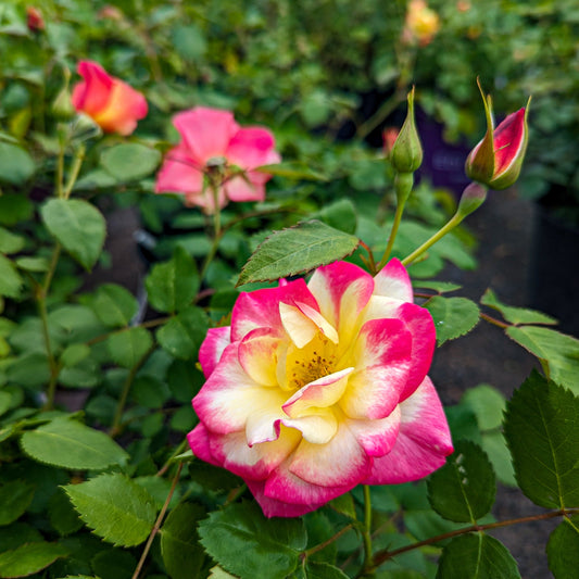 Rose 'Campfire'