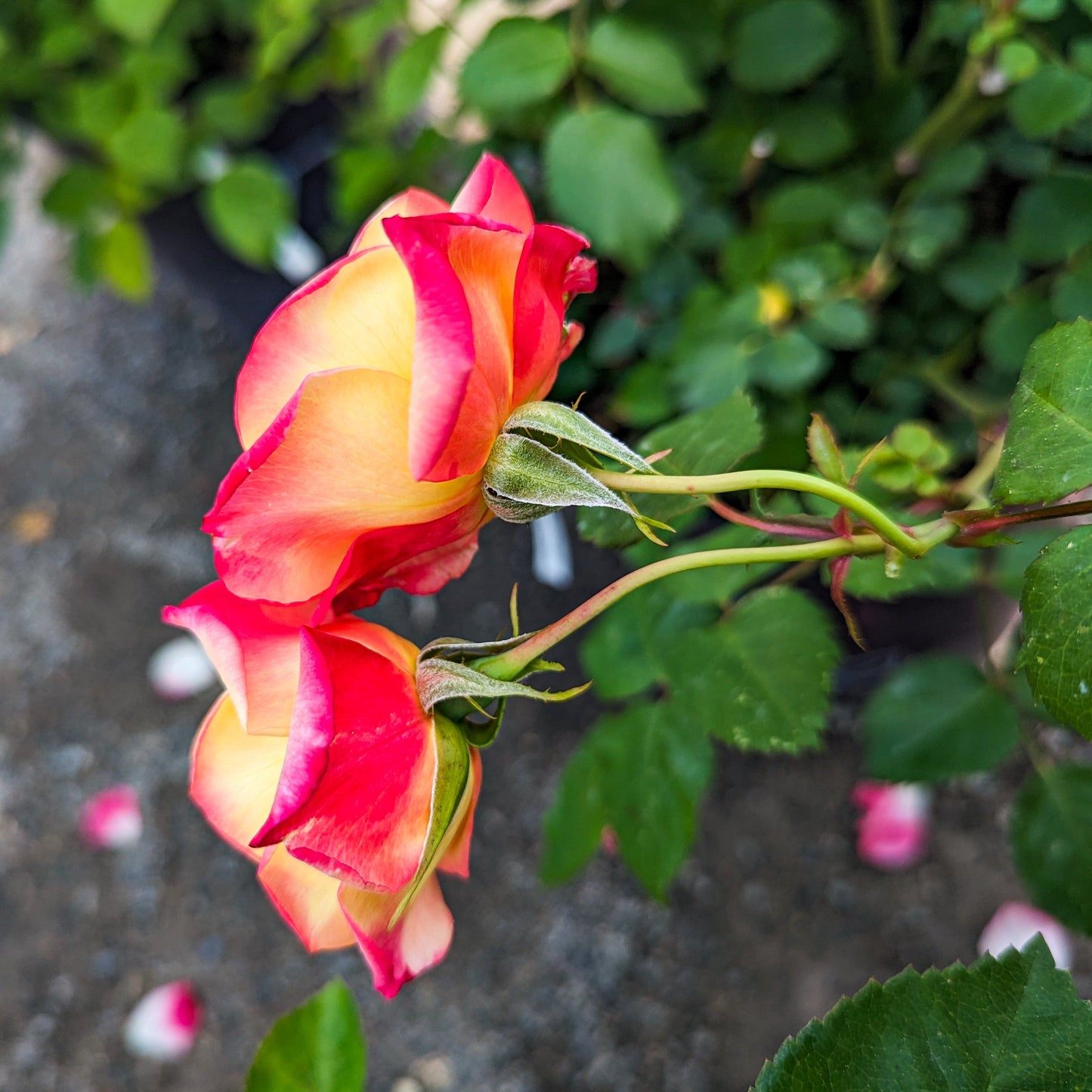 Rose 'Campfire'