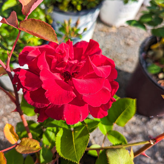 Rose 'Canadian Glory'