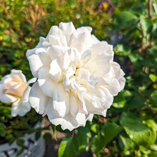 Rose 'Champagne Wishes'