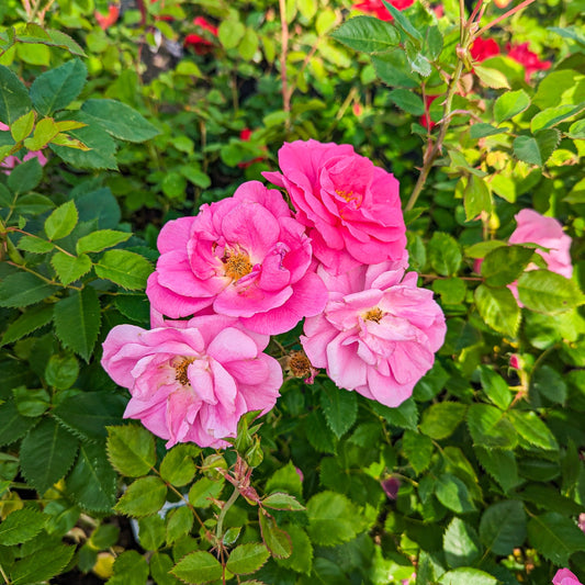 Rose 'Felix Leclerc'