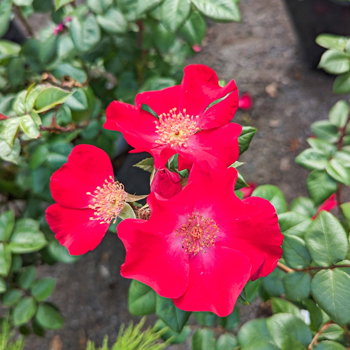 Rose 'Liberty'