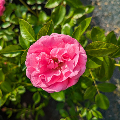 Rose 'Morden Belle'