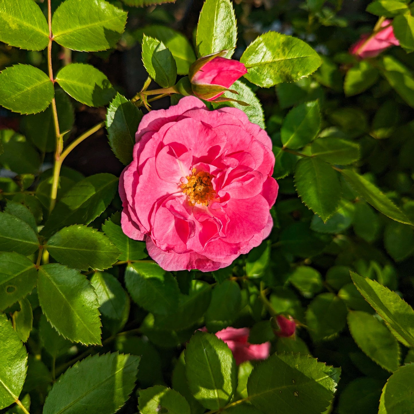 Rose 'Morden Belle'