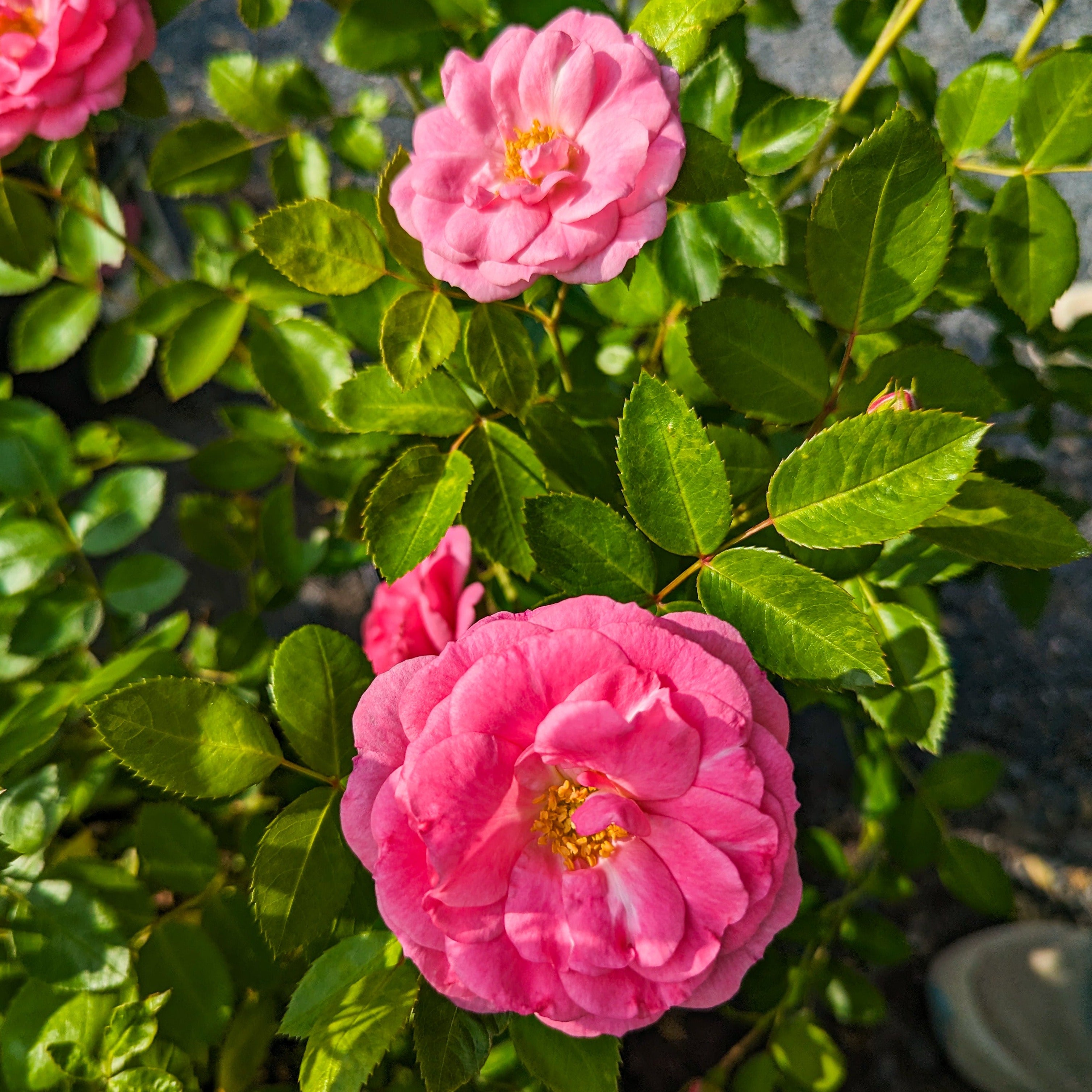 Rose 'Morden Belle'
