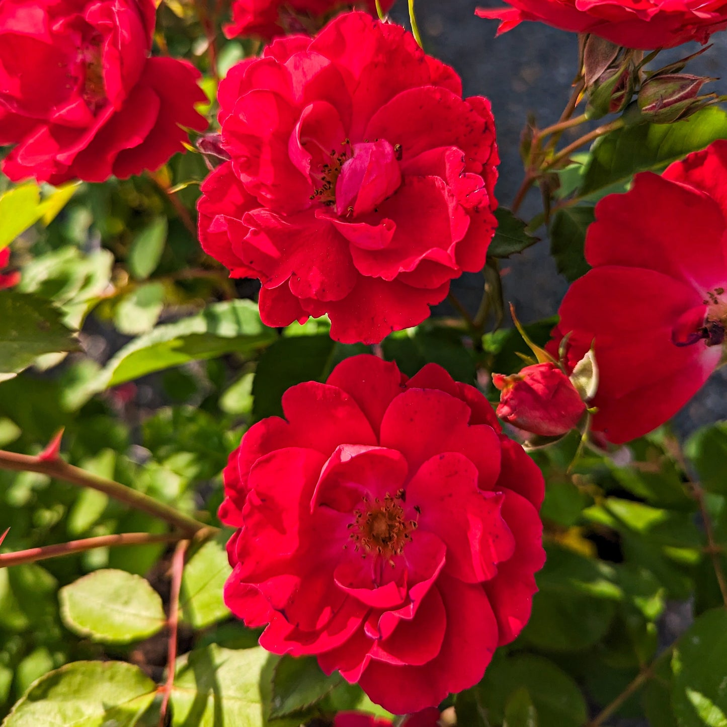 Rose 'Nicolas'