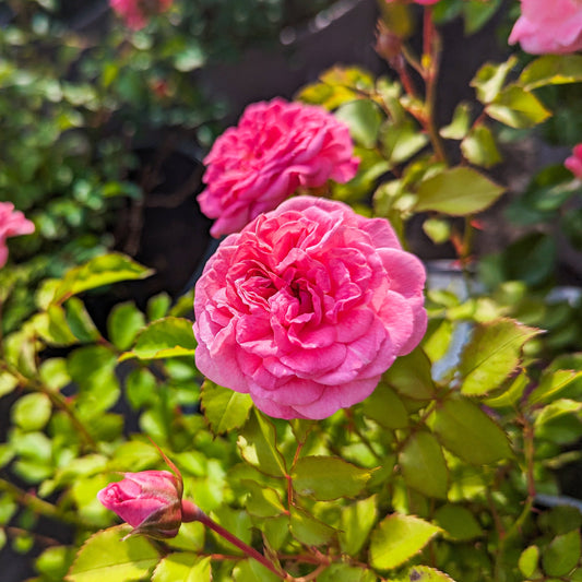 Rose 'Sweet Drift®'