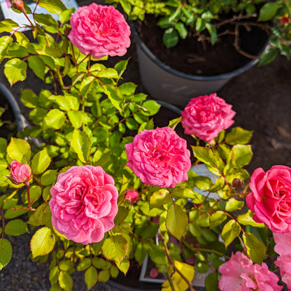 Rose 'Sweet Drift®'