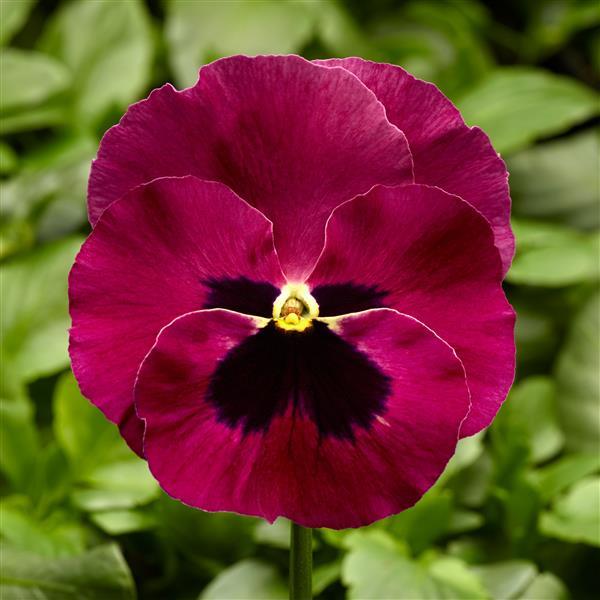 Pansy 'Delta Pro'