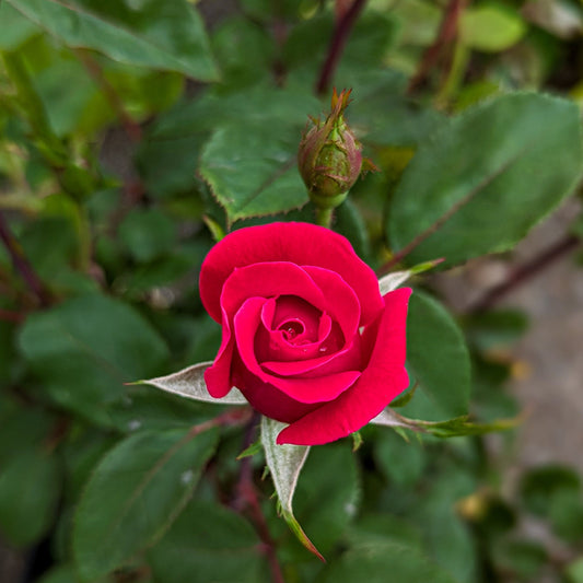 Rose 'Double Knock Out® Red'
