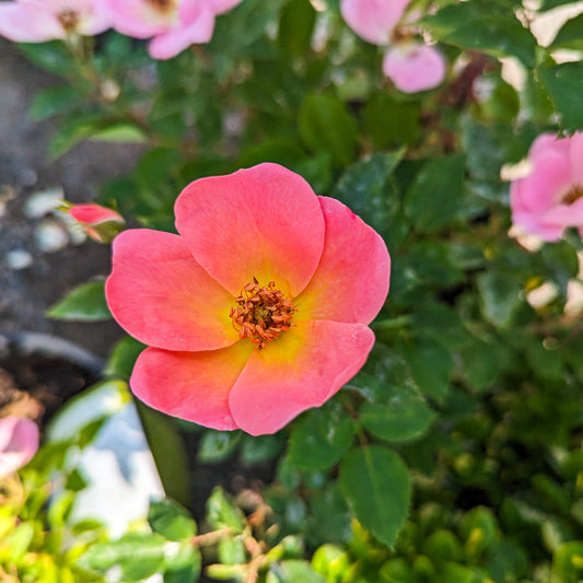 Rose 'Rainbow Knock Out®'