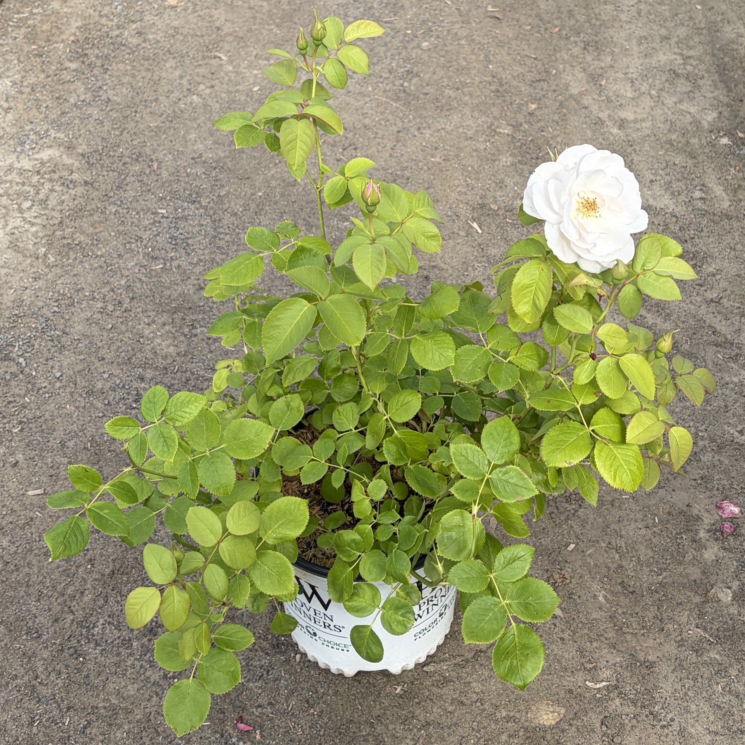 Rose 'Flavorette® Honey-Apricot'