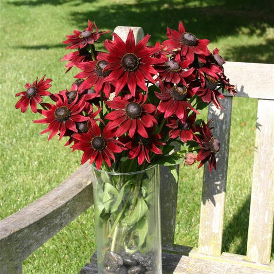 Black-eyed Susan 'Cherry Brandy'