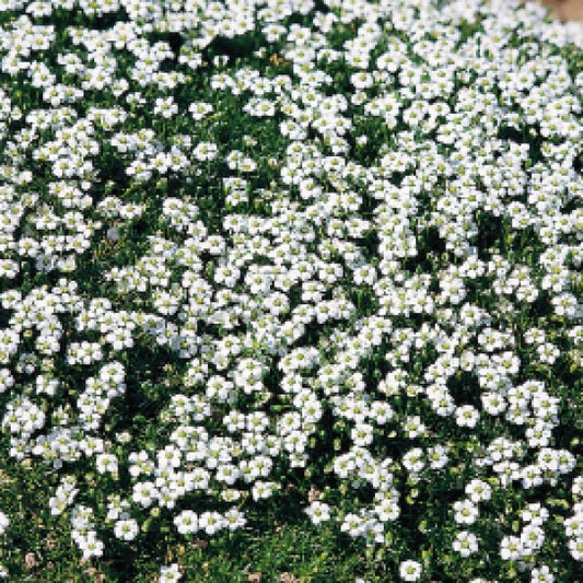 Irish Moss 'Lime Moss'