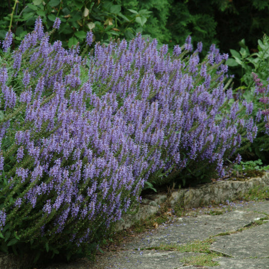 Meadow Sage 'Blue Hill'