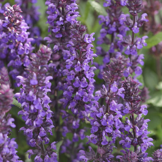 Woodland Sage 'New Dimension™'