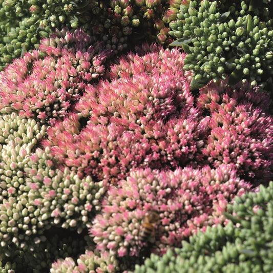 Stonecrop 'Autumn Joy'