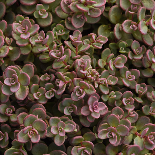 Stonecrop 'Shamrock'