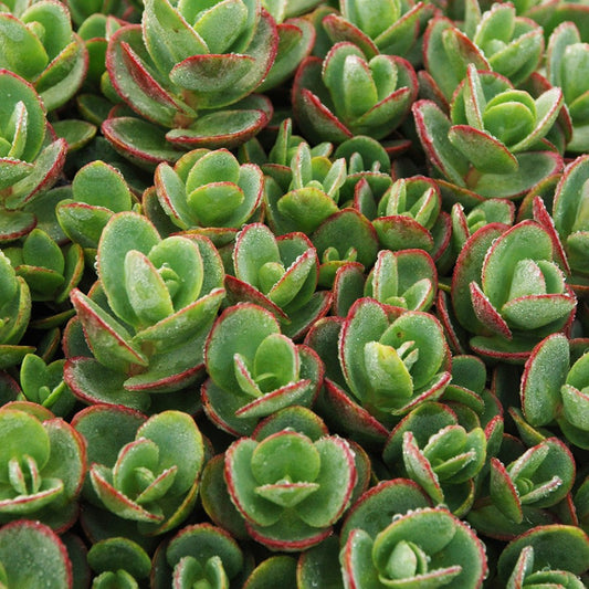 Stonecrop 'SunSparkler' Creeping