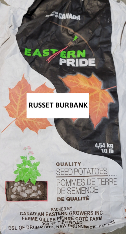 Potatoes Russet Burbank Seed