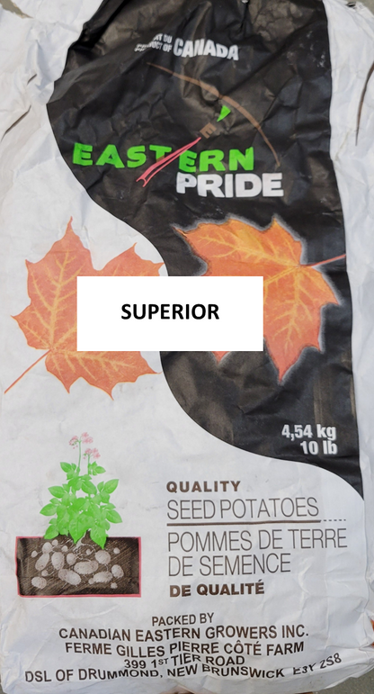 Potatoes Superior Seed