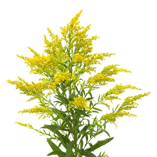 Super Goldenrod