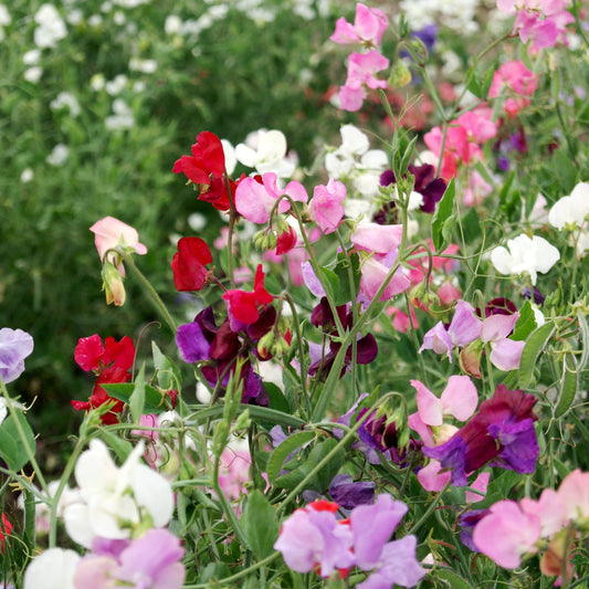 Sweet Pea