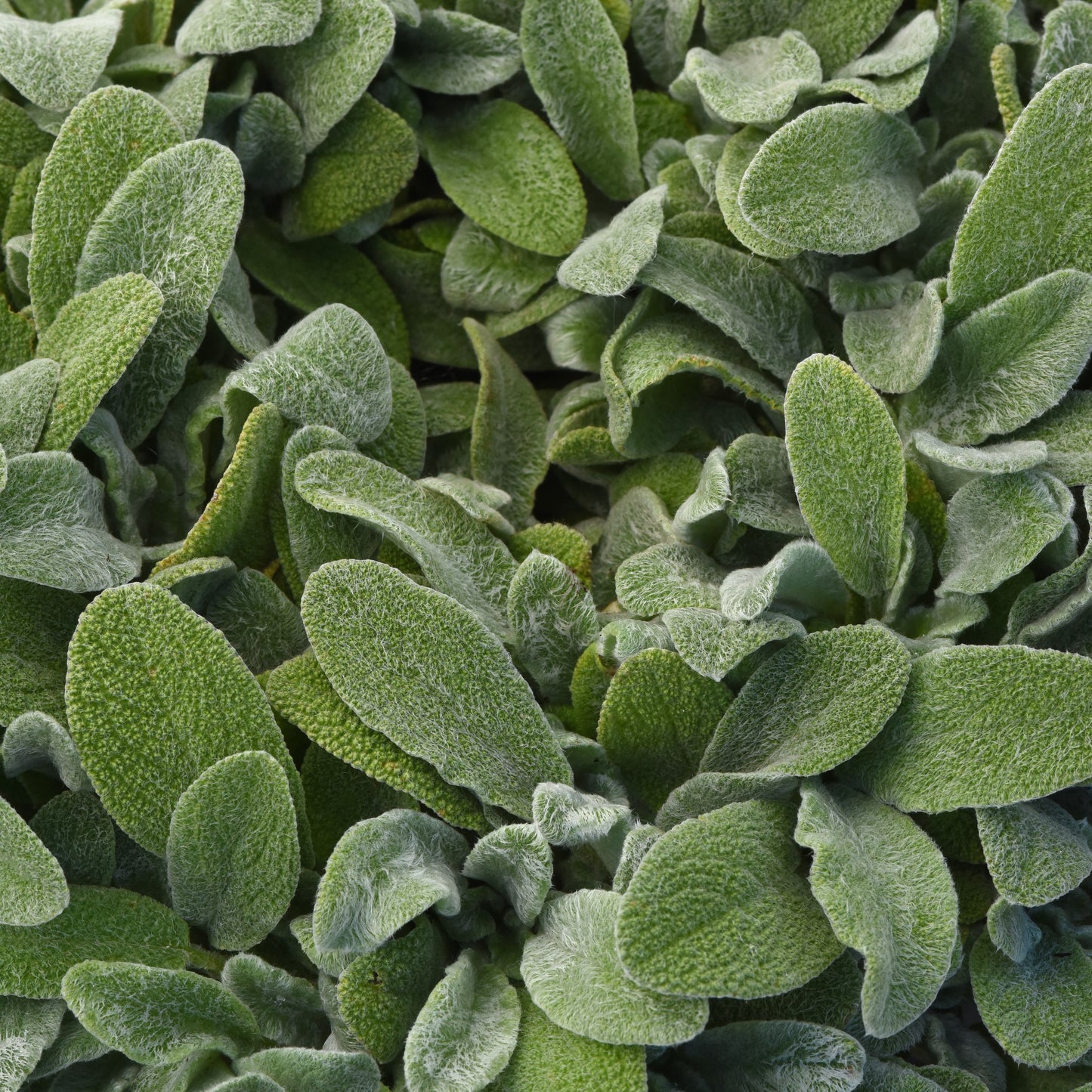 Lamb's Ear
