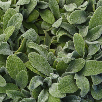 Lamb's Ear
