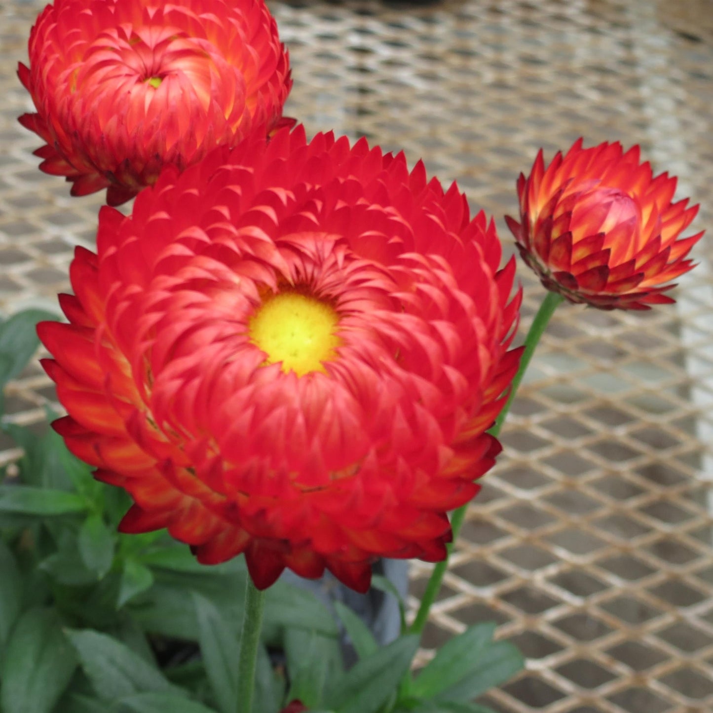 Brachyscome 'Granvia' Strawflower