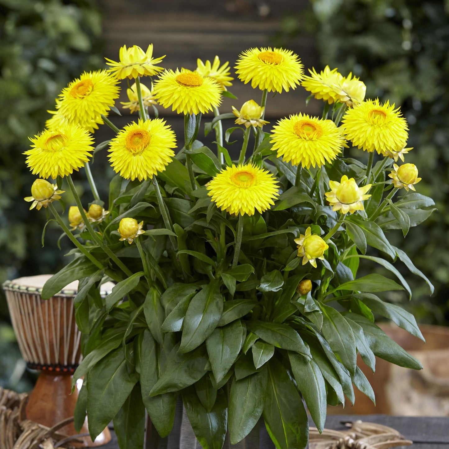 Brachyscome 'Granvia' Strawflower