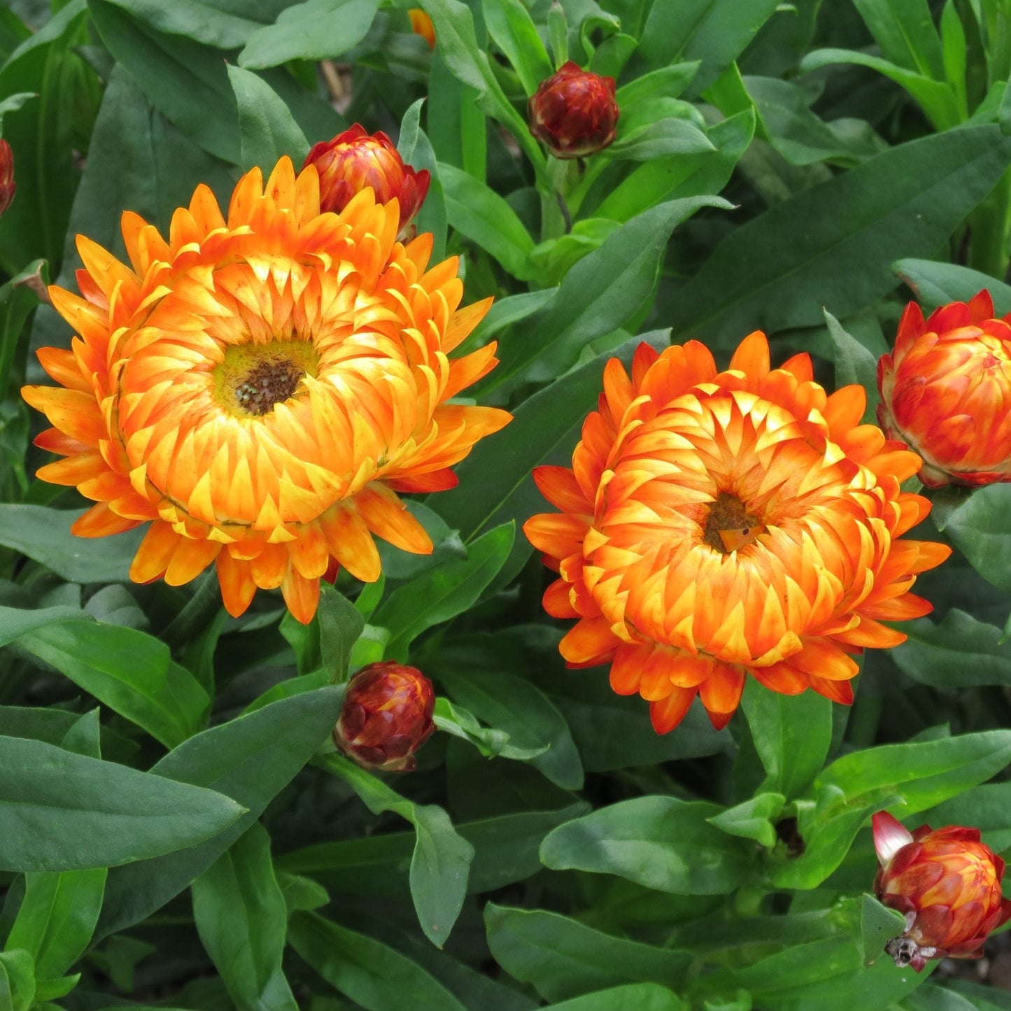 Brachyscome 'Granvia' Strawflower
