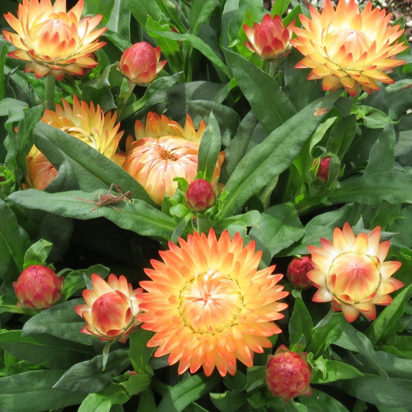 Brachyscome 'Granvia' Strawflower