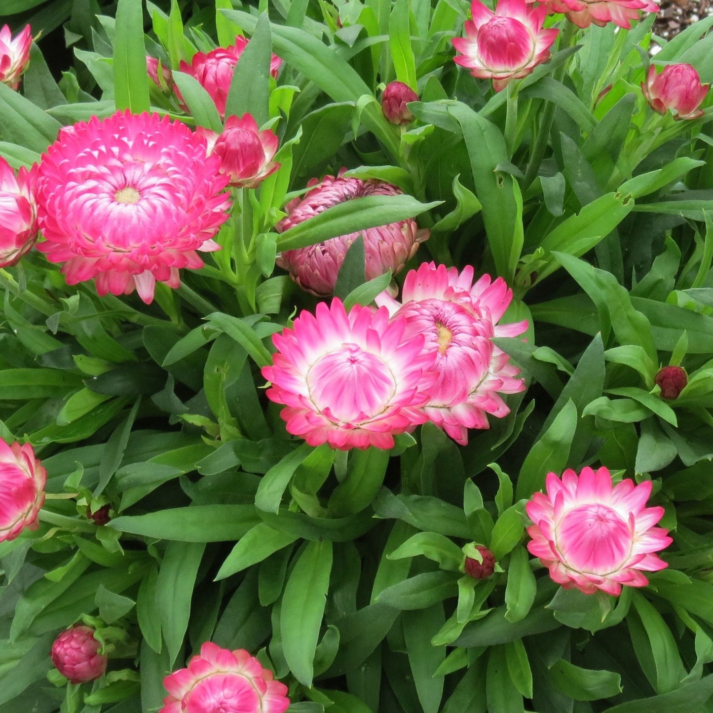 Brachyscome 'Granvia' Strawflower