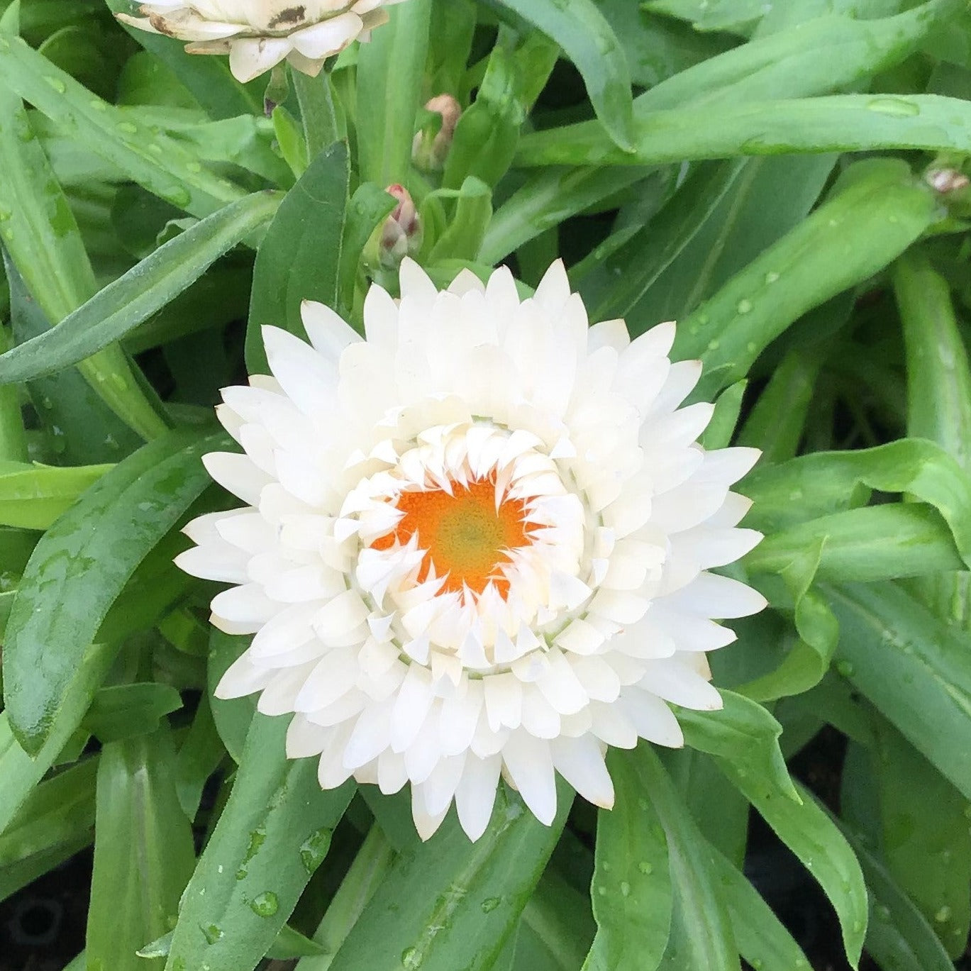 Brachyscome 'Granvia' Strawflower