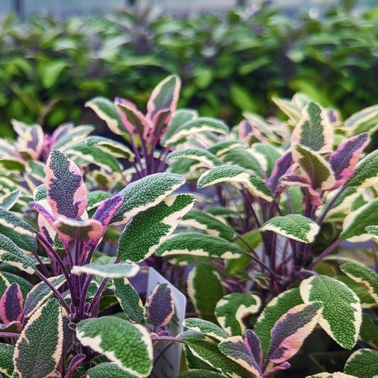 Sage 'Tricolour'