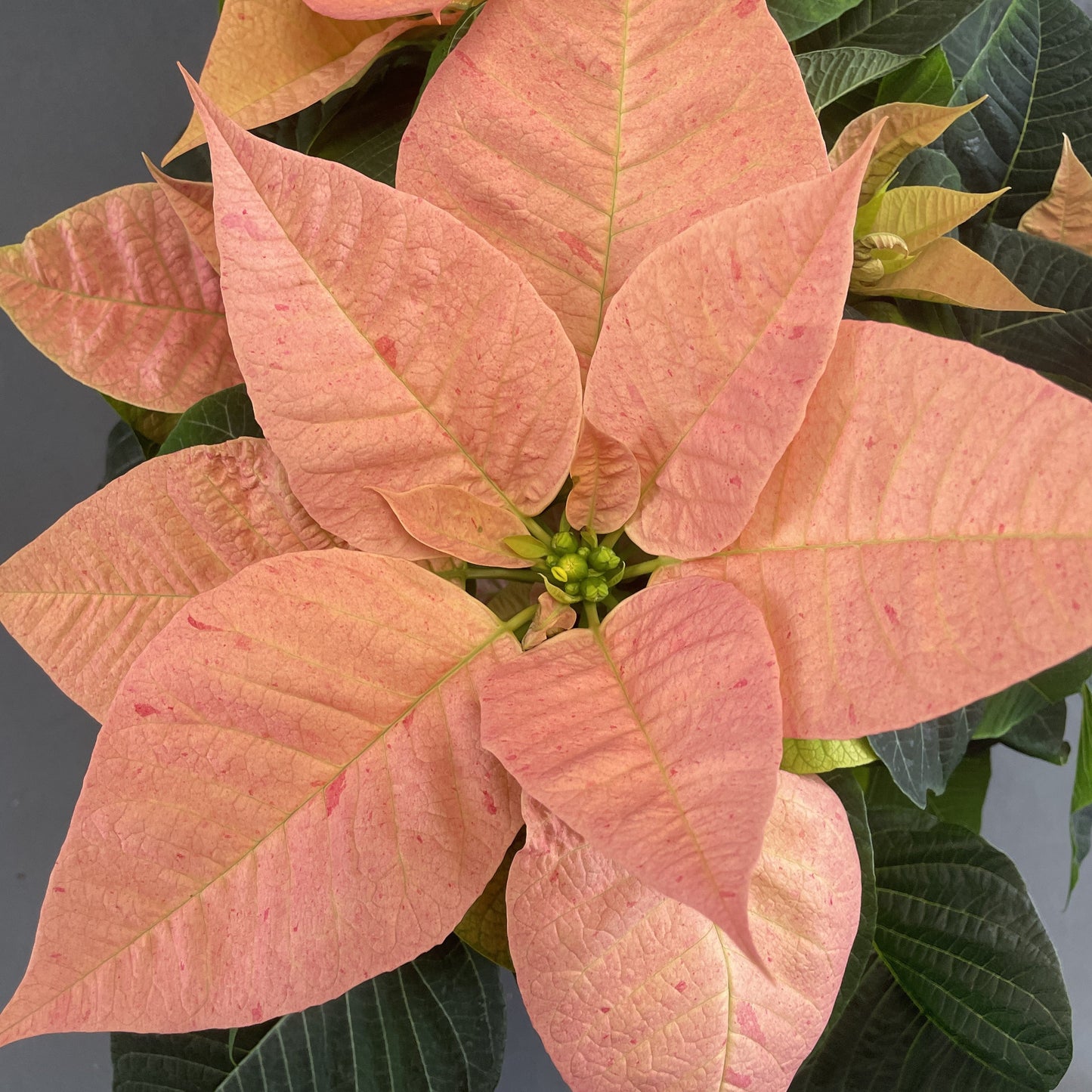 Poinsettia/Princettia