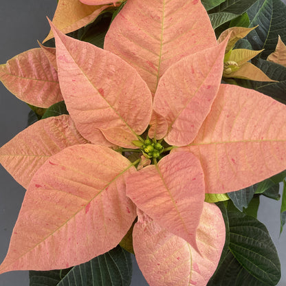 Poinsettia/Princettia