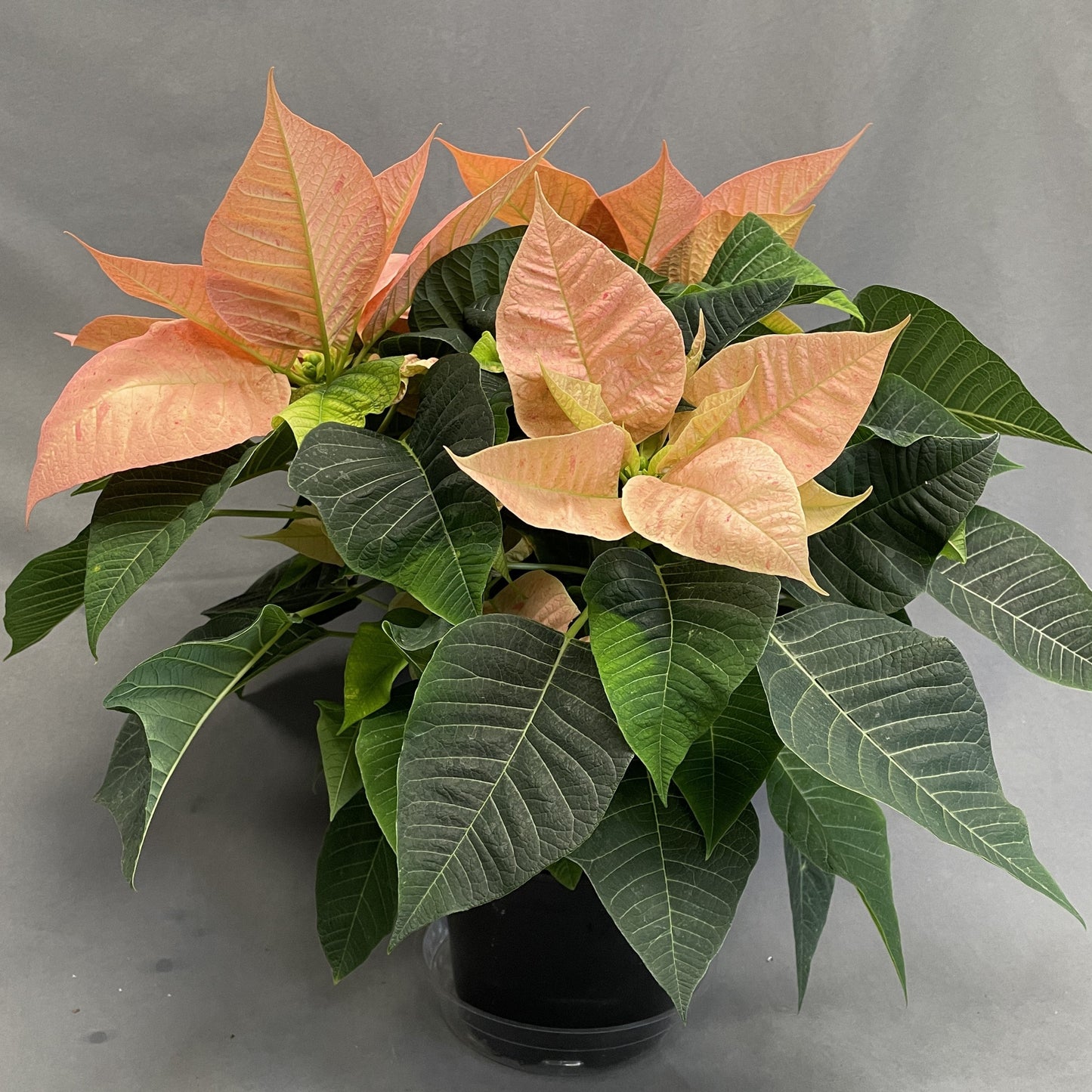 Poinsettia/Princettia