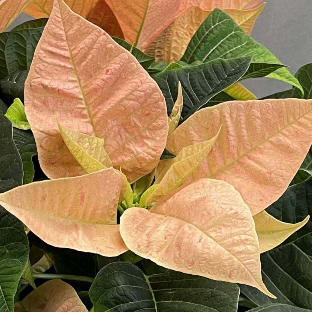 Poinsettia/Princettia