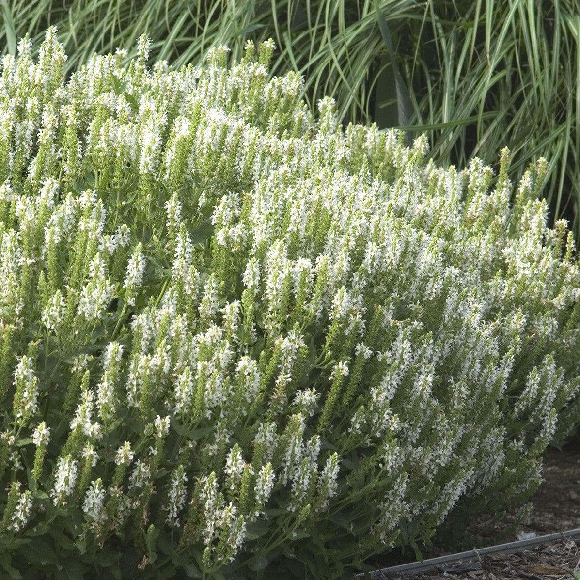 Meadow Sage 'Snow Hill'