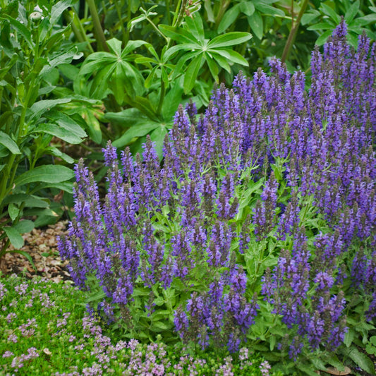 Salvia nemorosa